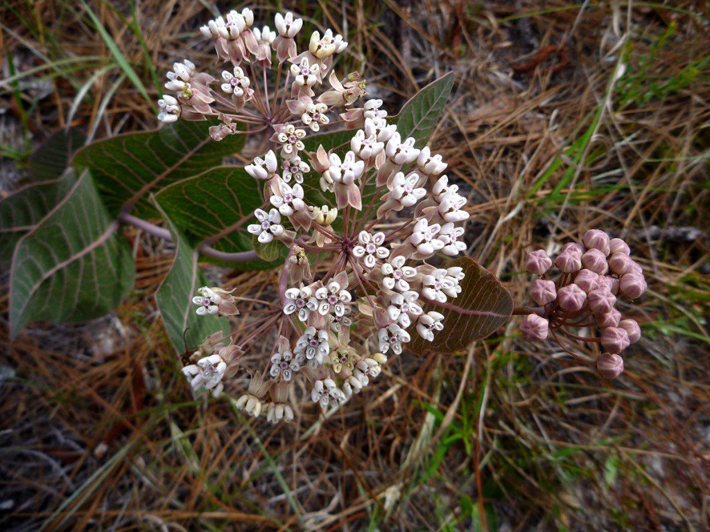Longleaf milkweed (Asclepias longifolia)