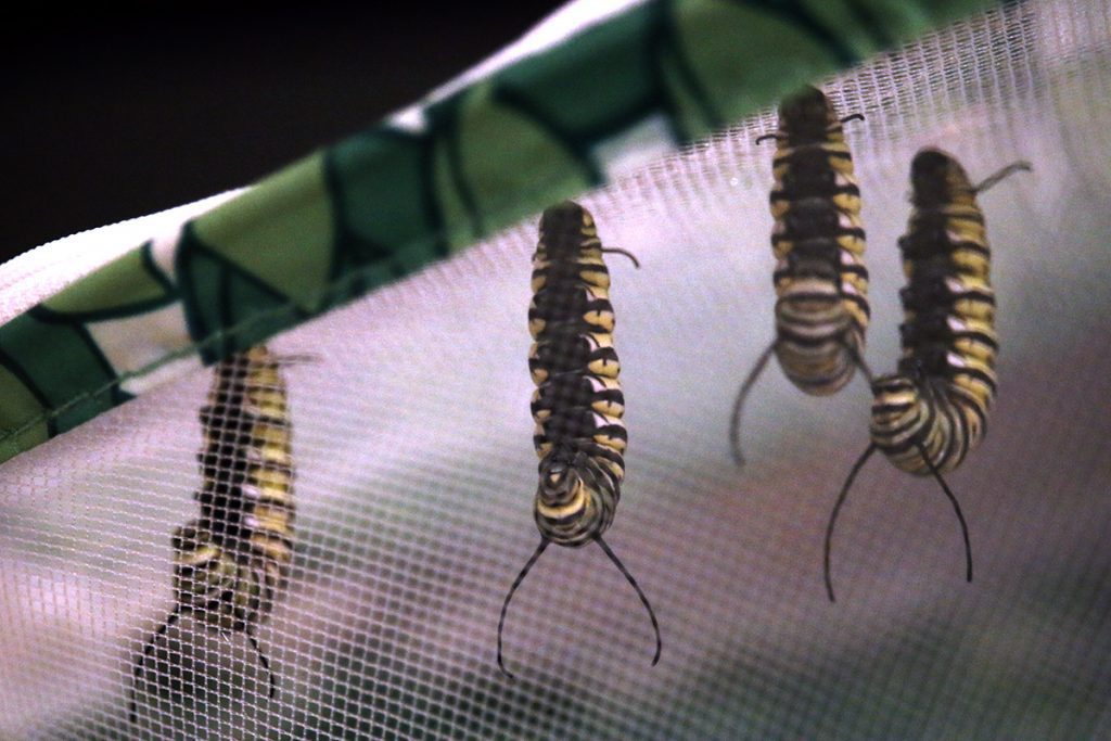 Monarch caterpillars hanging upside down as they prepare to form chrysalises. 