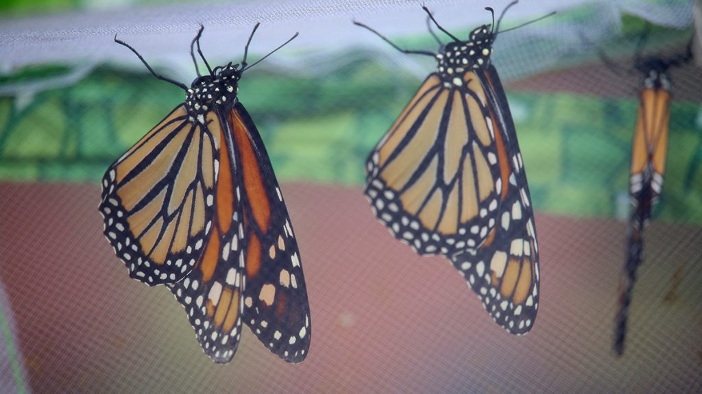 Monarch butterflies, newly emerged from their chrysalises.