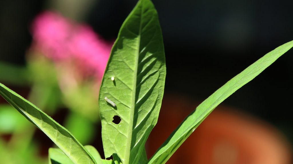Small monarch caterpillar, next to egg on milkweed plant.