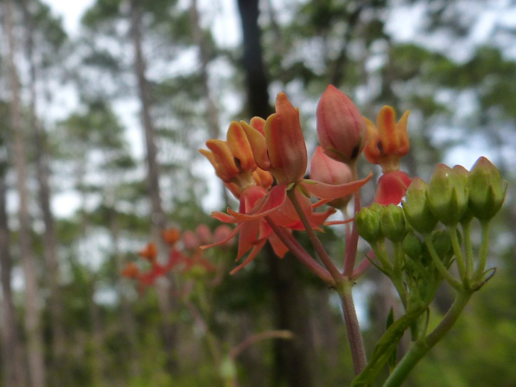 Asclepias lanceolata- few flower milkweed.