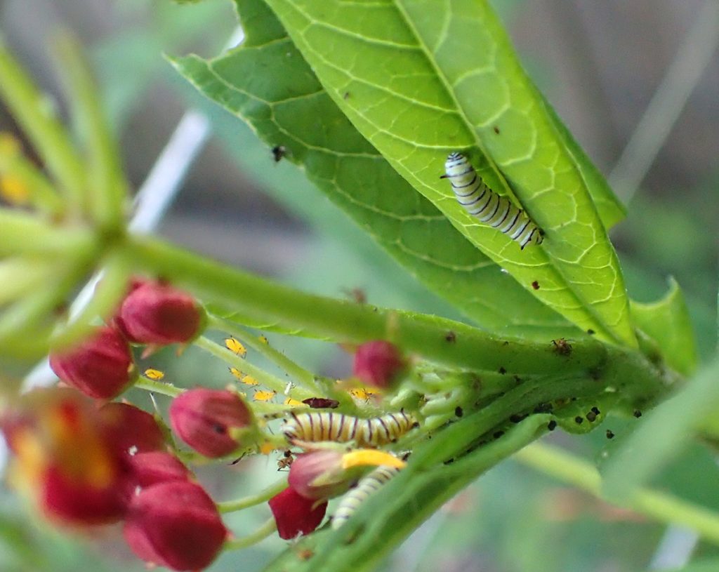 Second instar monarch caterpillar on a milkweed leaf.