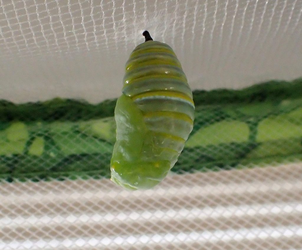 Monarch chrysalis, moments after forming.