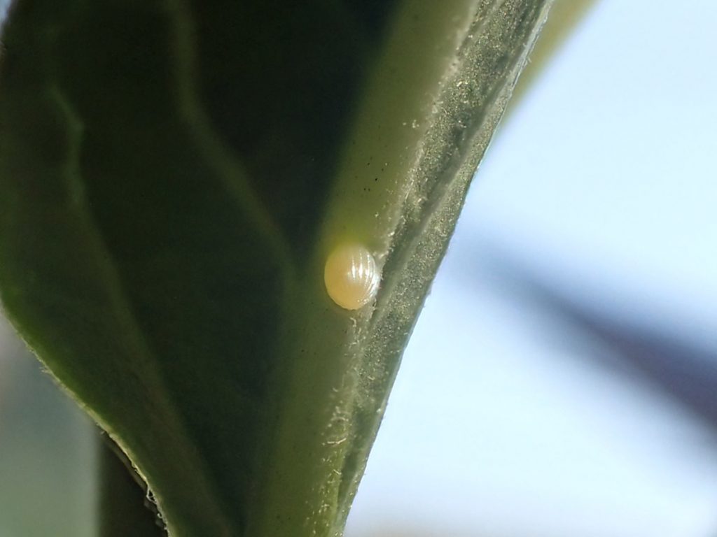 Monarch egg under a milkweed leaf.