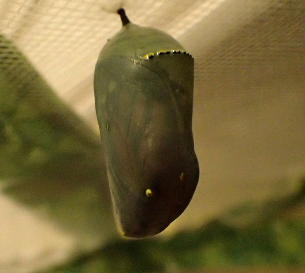Monacrh chrysalis with butterfly visible inside-. The butterfly emerged within a day.