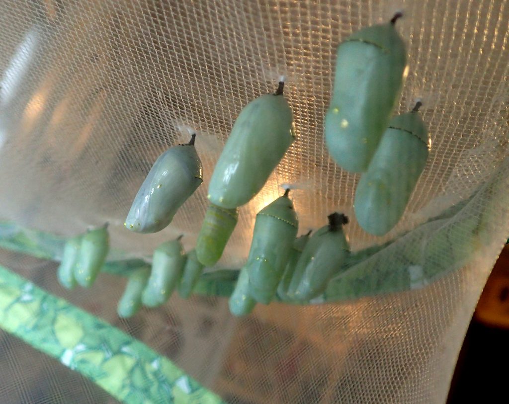 Several monarch butterfly chrysalises