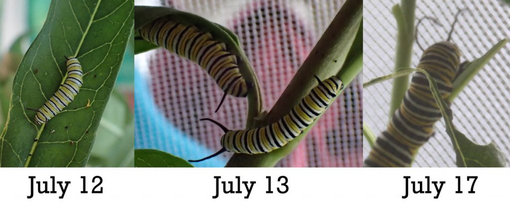 Three photos showing the growth of monarch caterpillars over five days. In the last photo, the caterpillar is several times larger than in the first.