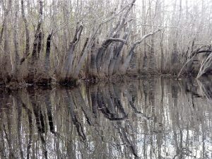 Bare tupelo trees in Graham Creek in Tate's Hell State Forest, January 2012.