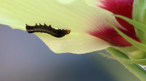 Southern army worm eats into an okra flower.