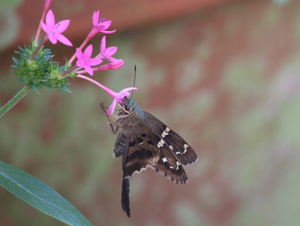 Longtailed skipper butterfly on Pentas.