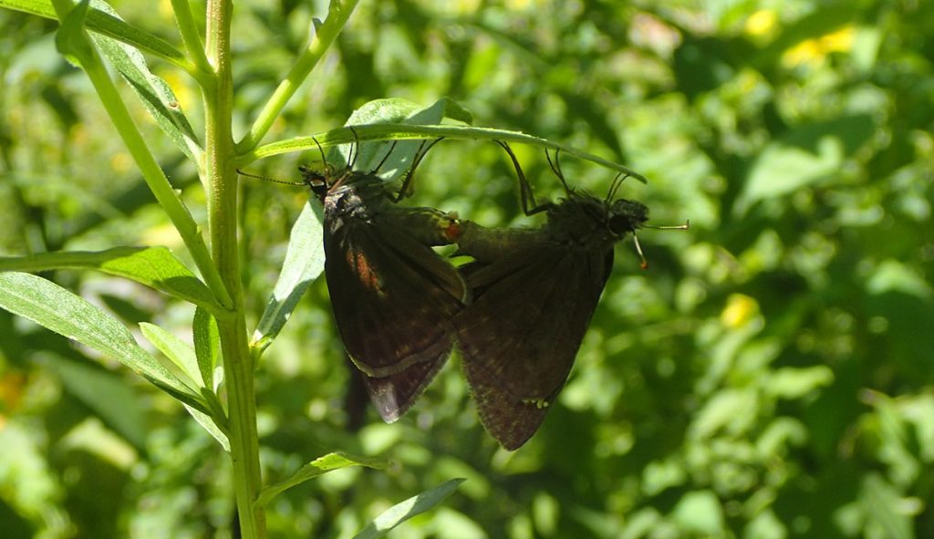 Southern cloudy wing butterflies mating under a leaf.