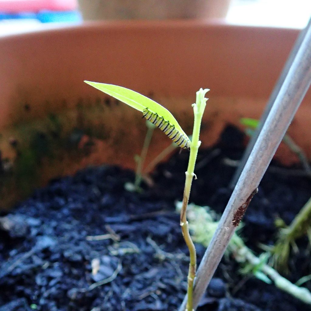 Monarch caterpillar eating small milkweed growing wild in tomato pot.