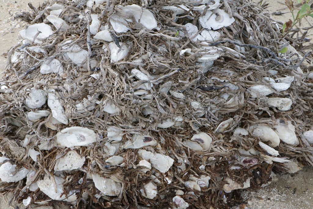 Oyster shell entwined in the roots of a fallen palm tree.