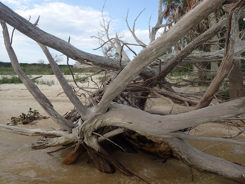 Upturned tree on the coast of Saint Vincent Island.