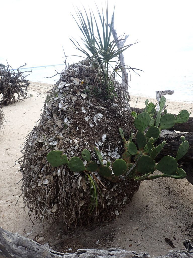 When this palm tree eroded from the shoreline, it took with it surrounding plant life. 