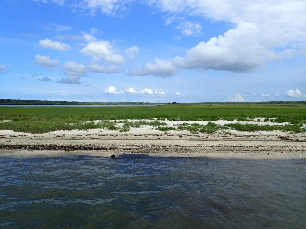 While trees have eroded from St. Vincent, sand is encroaching on its salt marshes, smothering an important estaurine ecosystem.