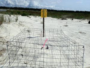 Loggerhead sea turtle nest on St. Vincent Island, protected by a rebar cage.