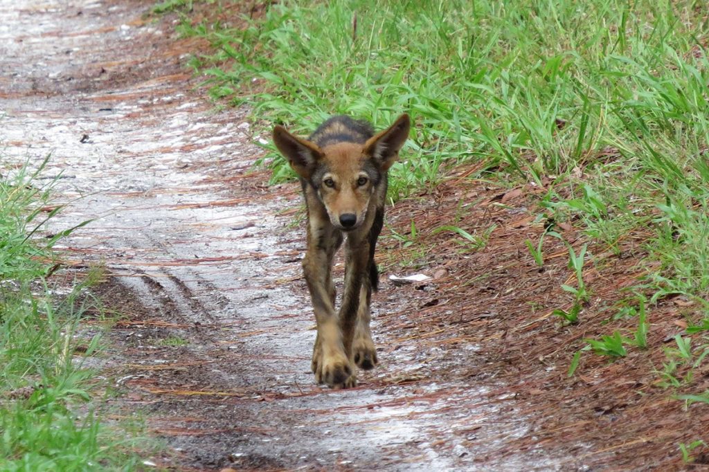 Red wolf pup walks down a path on Saint Vincent Island, Florida.