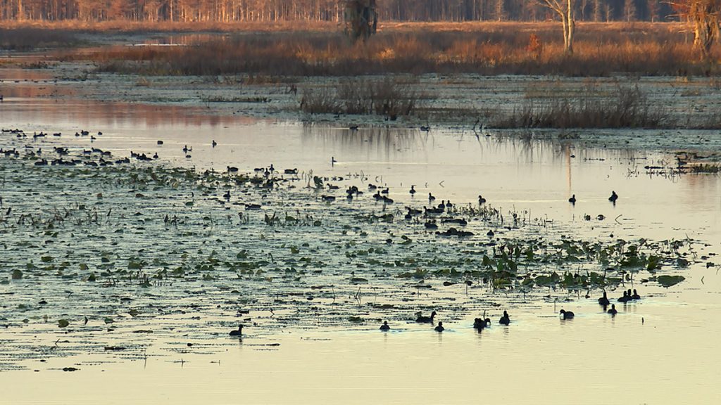 Hundreds of coots take to the water as the sun sets on Lake Miccosukee.