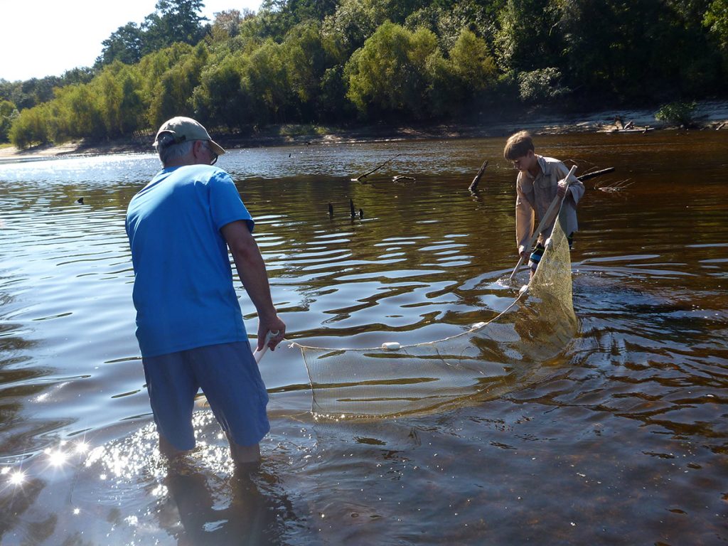 Dr. Todd Engstrom and a young volunteer drag a seine net in the Ochlockonee River south of the Jackson Bluff Dam during Tall Timbers' 2015 Ochlockonee Bio-Blitz. Formed by the dam, Lake Talquin is a part of the Ochlockonee, and helps to filter water flowing from the Georgia section of the river.