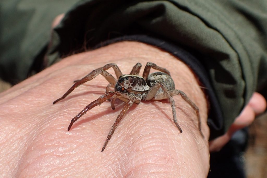 Wolf spider perched atop a man's hand.