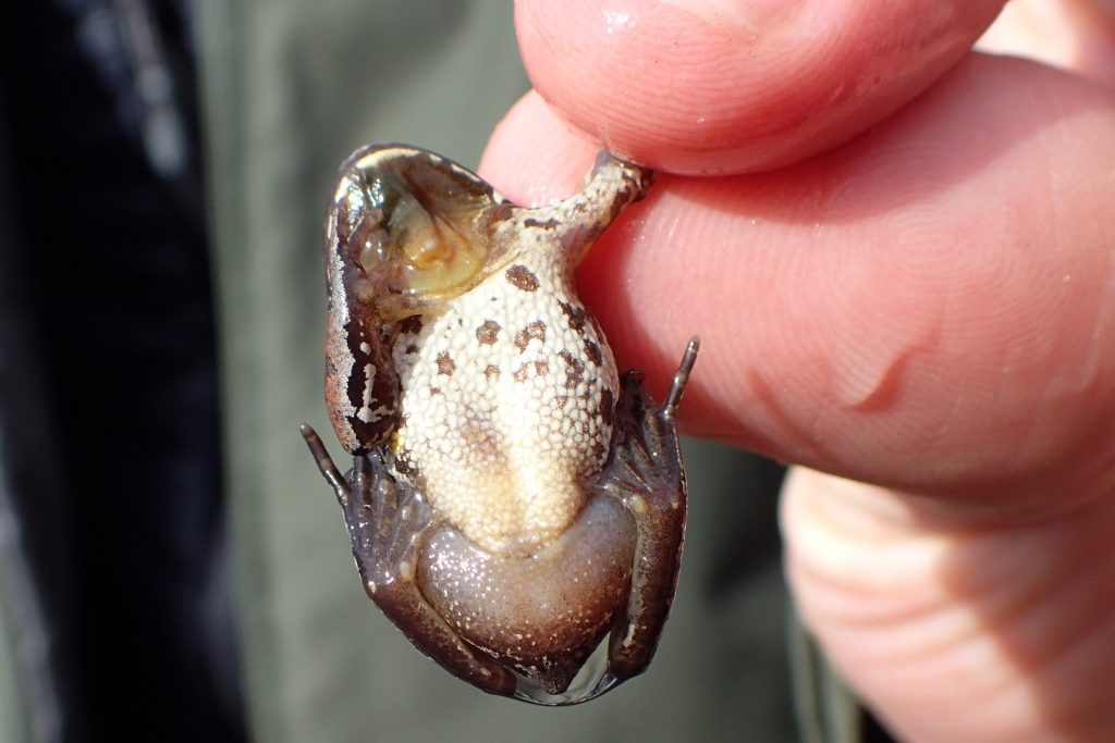 Male ornate chorus frog, throat sack visible.