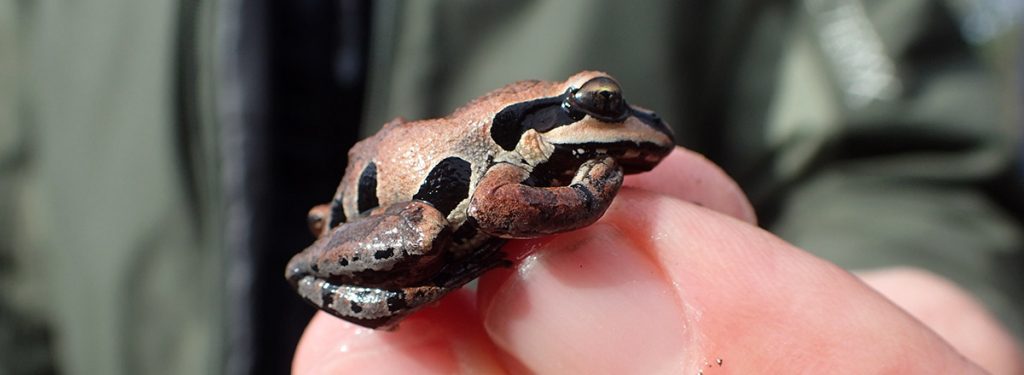 Ornate chorus frog on the fingertips of a researcher.