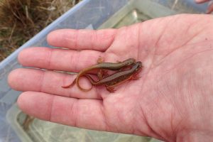 Two striped newts in the palm of a hand.