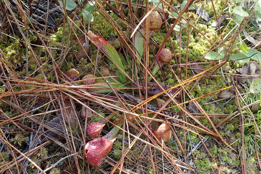 Pitcher plant surrounded by sphagnum moss.