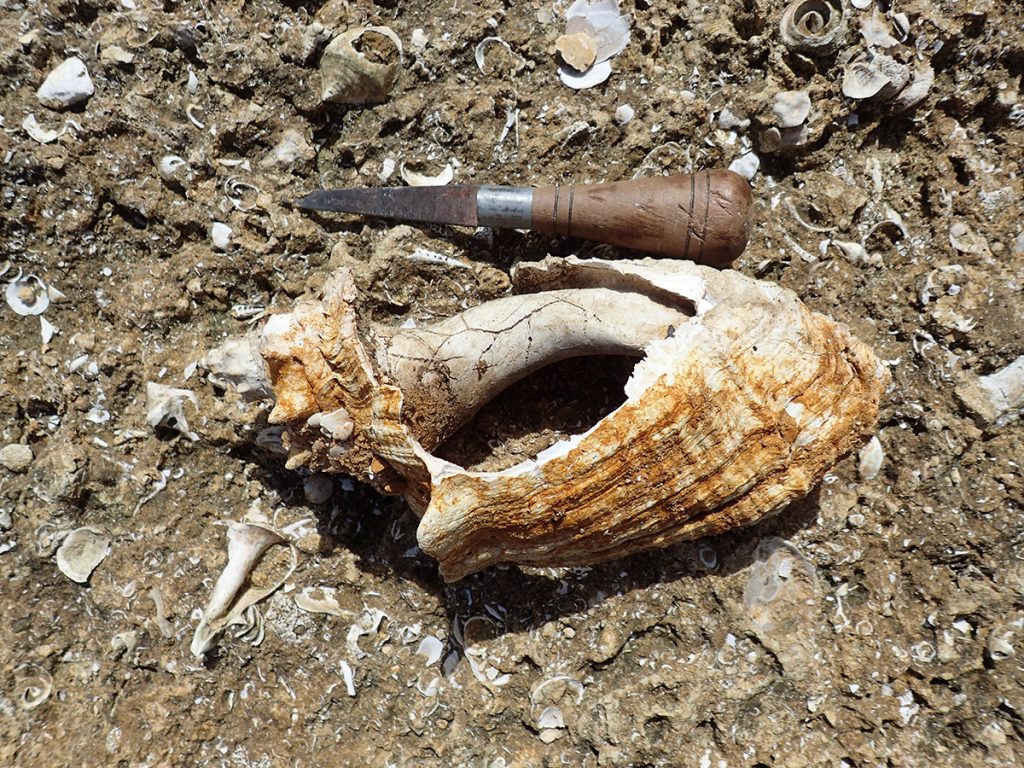 Conch shell fossil on Alum Bluff.