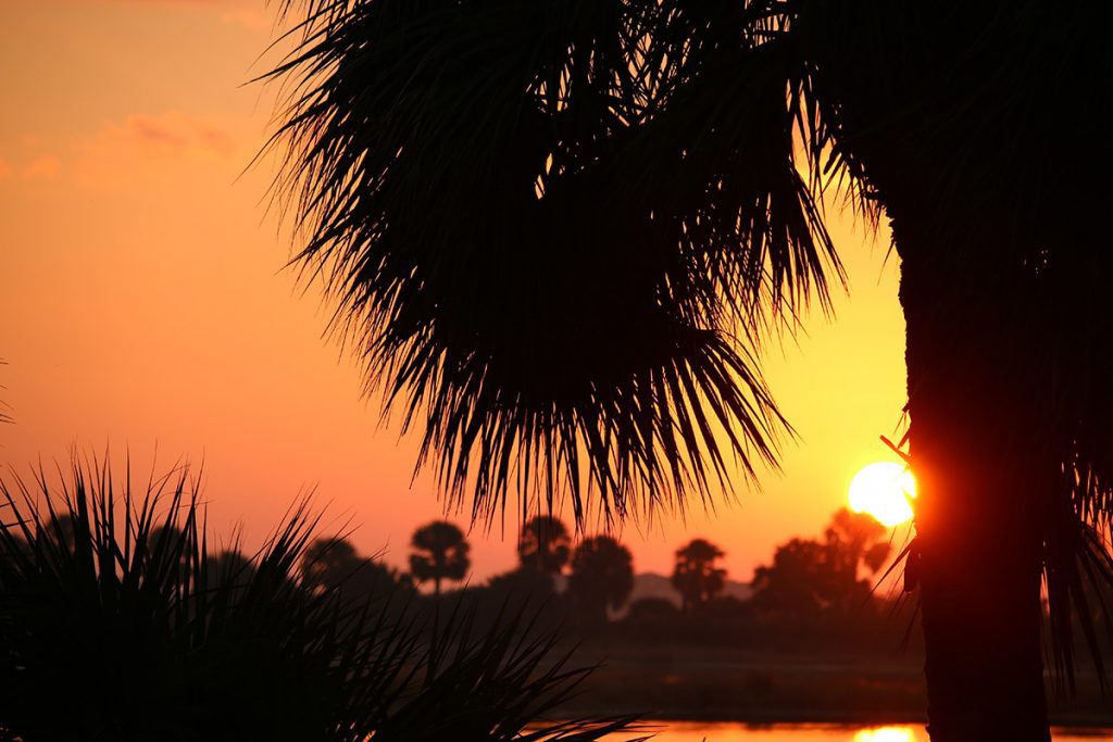 Sunrise over palm trees in the St. marks National Wildlife Refuge.