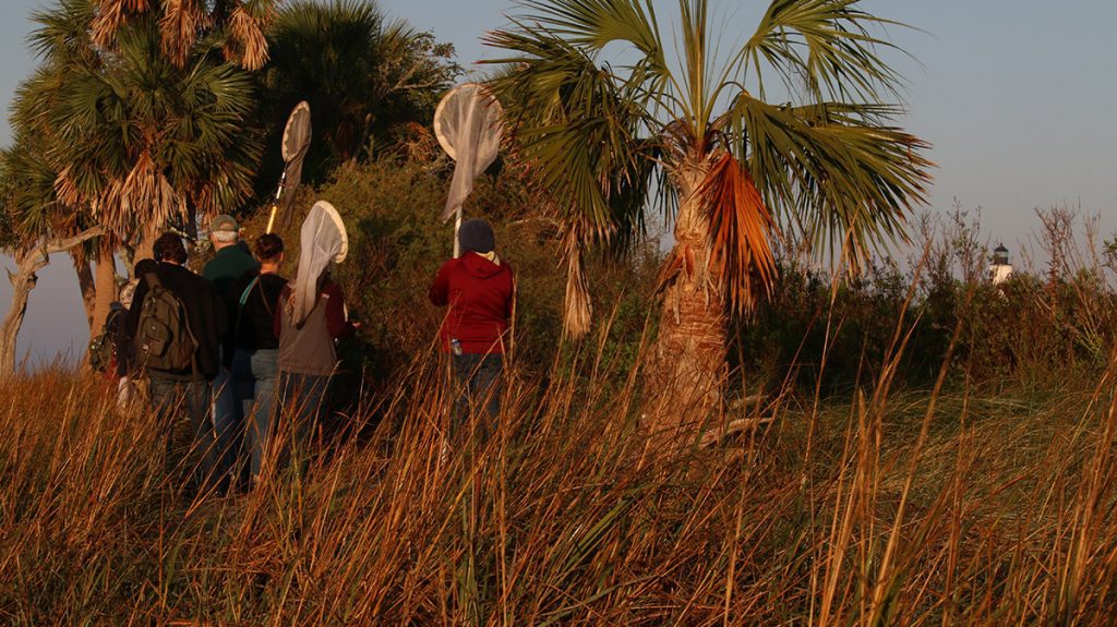 Volunteers with butterfly nets walk towards the St. Marks Lighthouse.