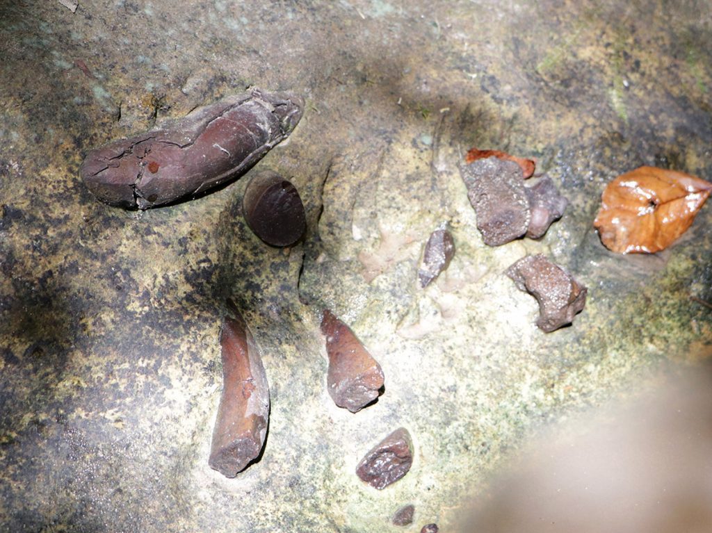 Dugong bones in a limestone rock wall along Means Creek, Apalachicola River basin.