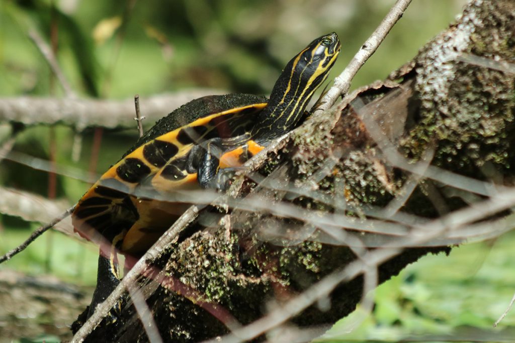 Yellow bellied slider on a log.