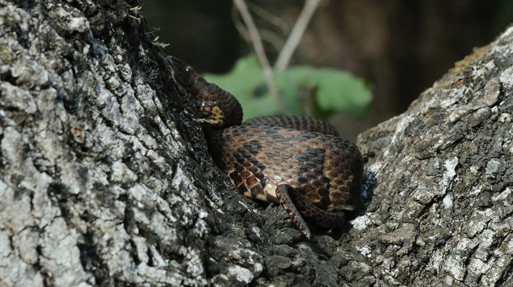 Brown water snake in the crotch of a tree.