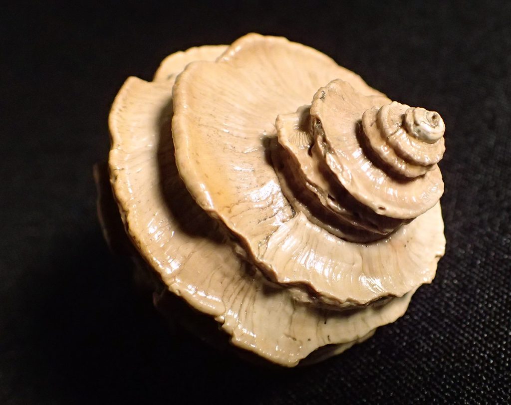 Ecphora shell.