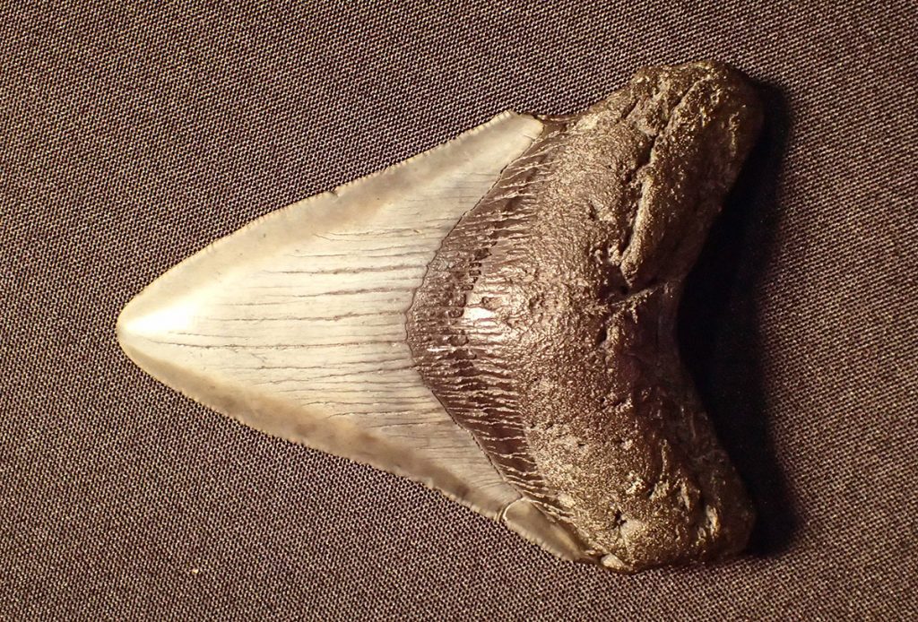 Megalodon shark tooth. Based on the size of their teeth (which can be as long as 7 inches), the shark could have been over 50 feet long. It has been extinct for millions of years.