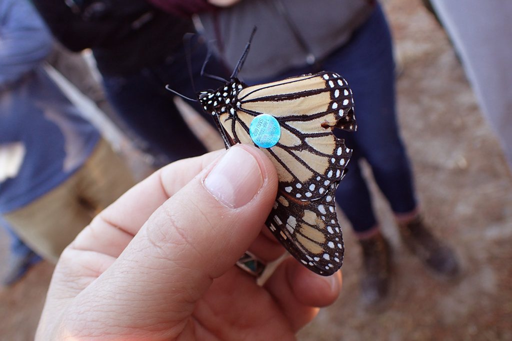 Tagged monarch butterfly held in biologist David Cook's fingers.