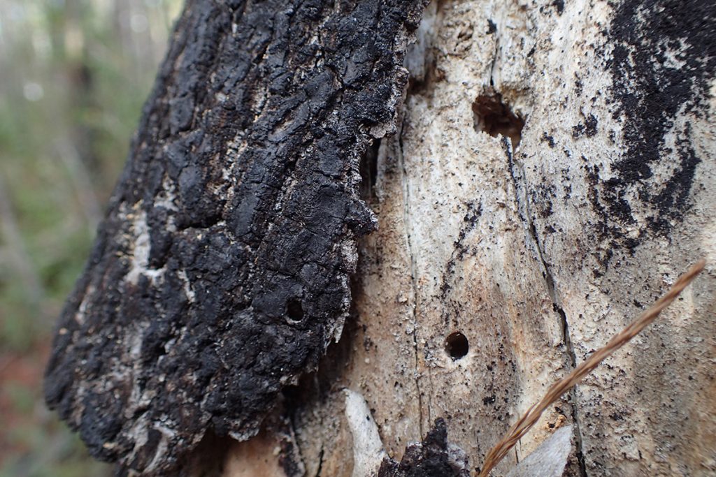 Burned tree bark and exposed wood with holes in it.
