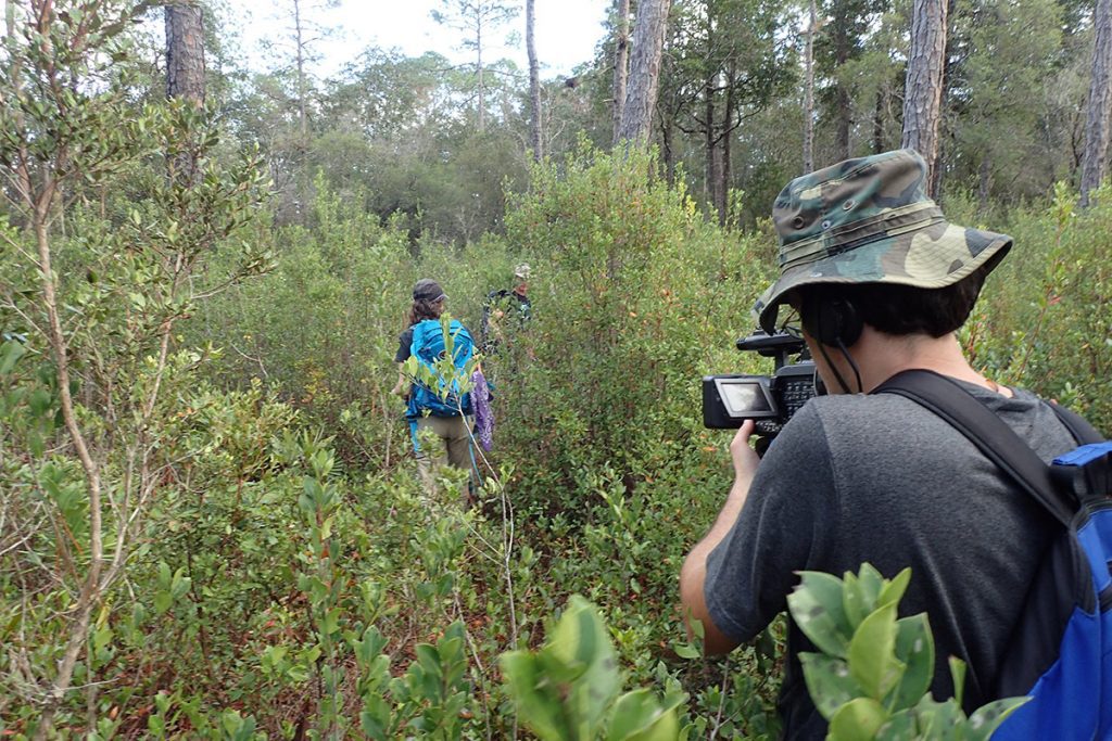 WFSU Producer Rob Diaz de Villegas films Remote Footprints going remote, striking off trail into a thicket of swamp titi in the Bradwell Bay Wilderness.