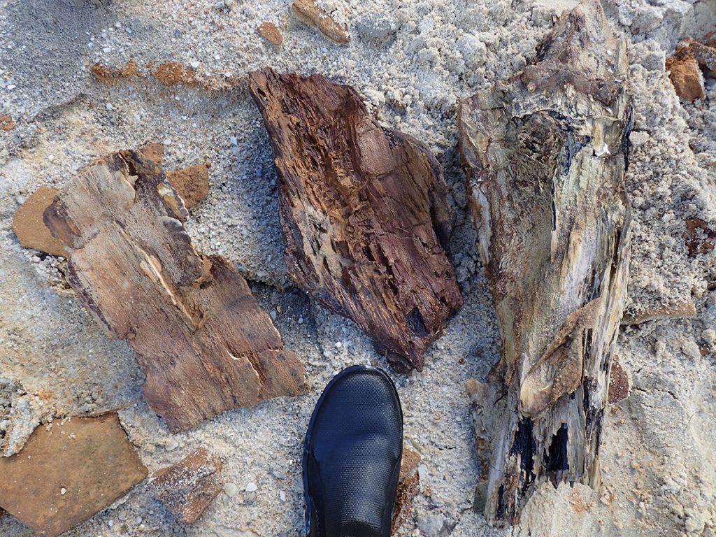 Fossilized wood by Bristol Landing.
