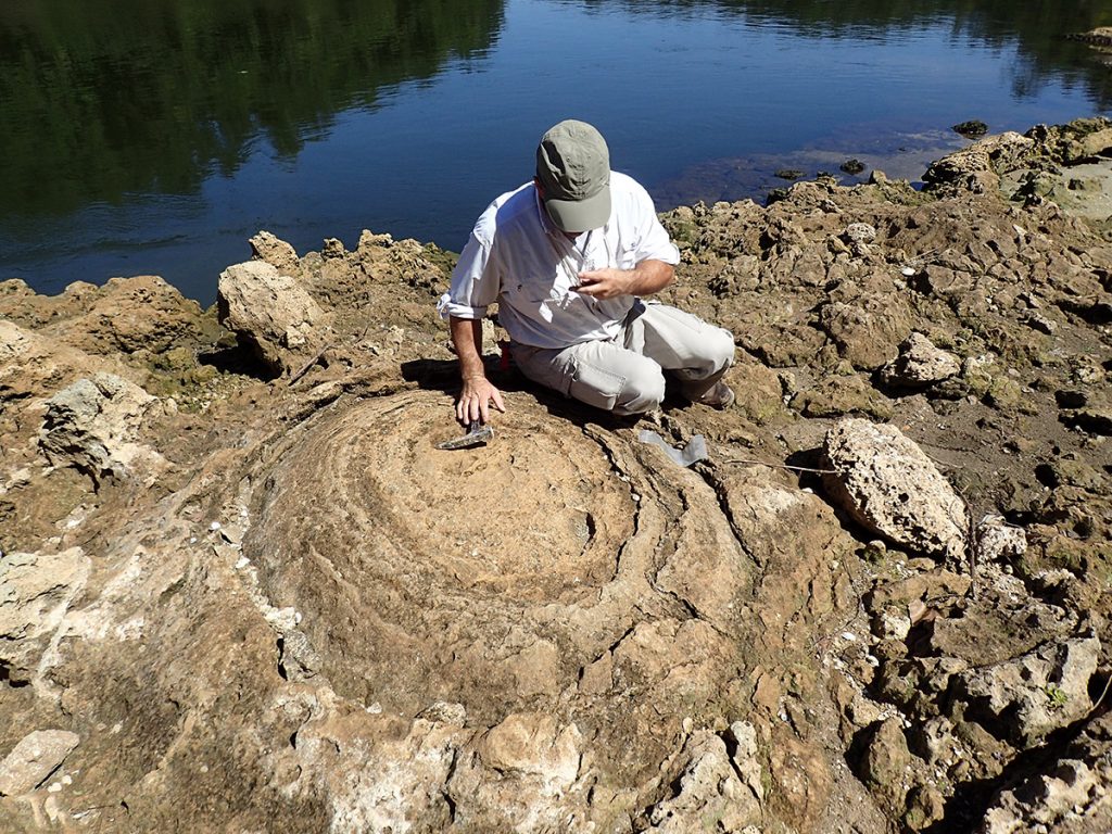 A geologist measures a stromatolite in the Chipola formation, Alum Bluff.