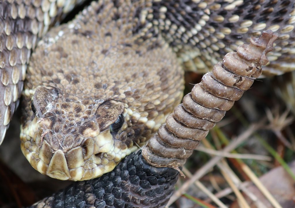 The face of an eastern diamondback rattler, next to its rattle.