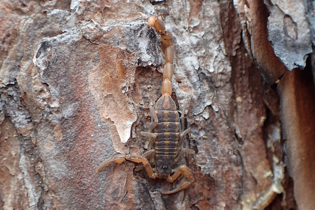 A small scorpion on the bark of a longleaf pine tree.