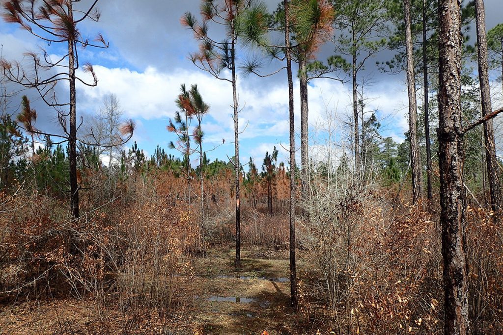 Recently burned section longleaf forest containing younger trees.