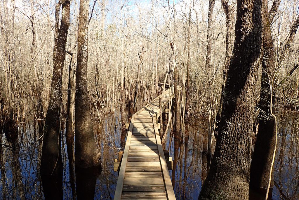 The Cypress Creek boardwalk winds through a cypress swamp in one of the Florida National Scenic Trail sections in Nokuse Plantation.