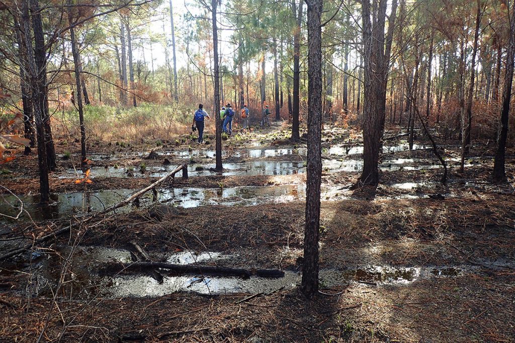 Long puddles lie between raised rows where slash and loblolly pine had once been planted.