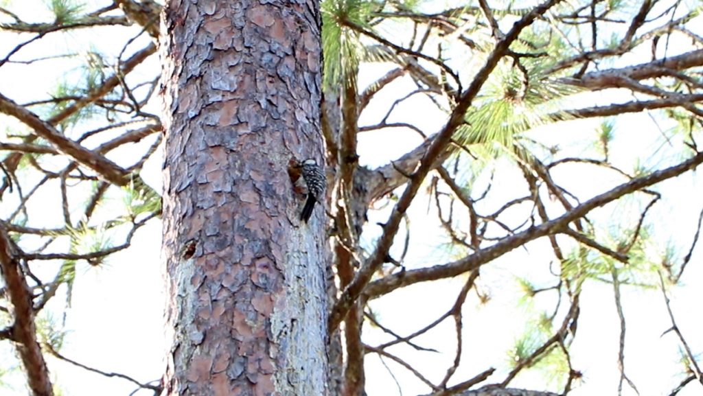 Red cockaded woodpecker makes a cavity in a longleaf pine.