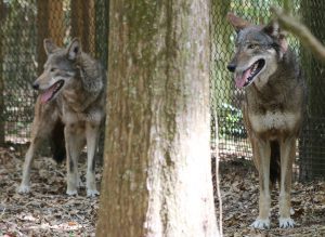 A pair of wolves in an outdoor exhibit at the Tallahassee Museum.