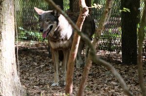 A red wolf ate the Tallahassee Museum.